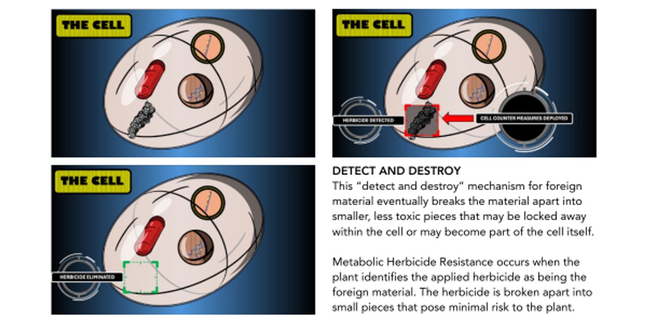 Metabolic Resistance