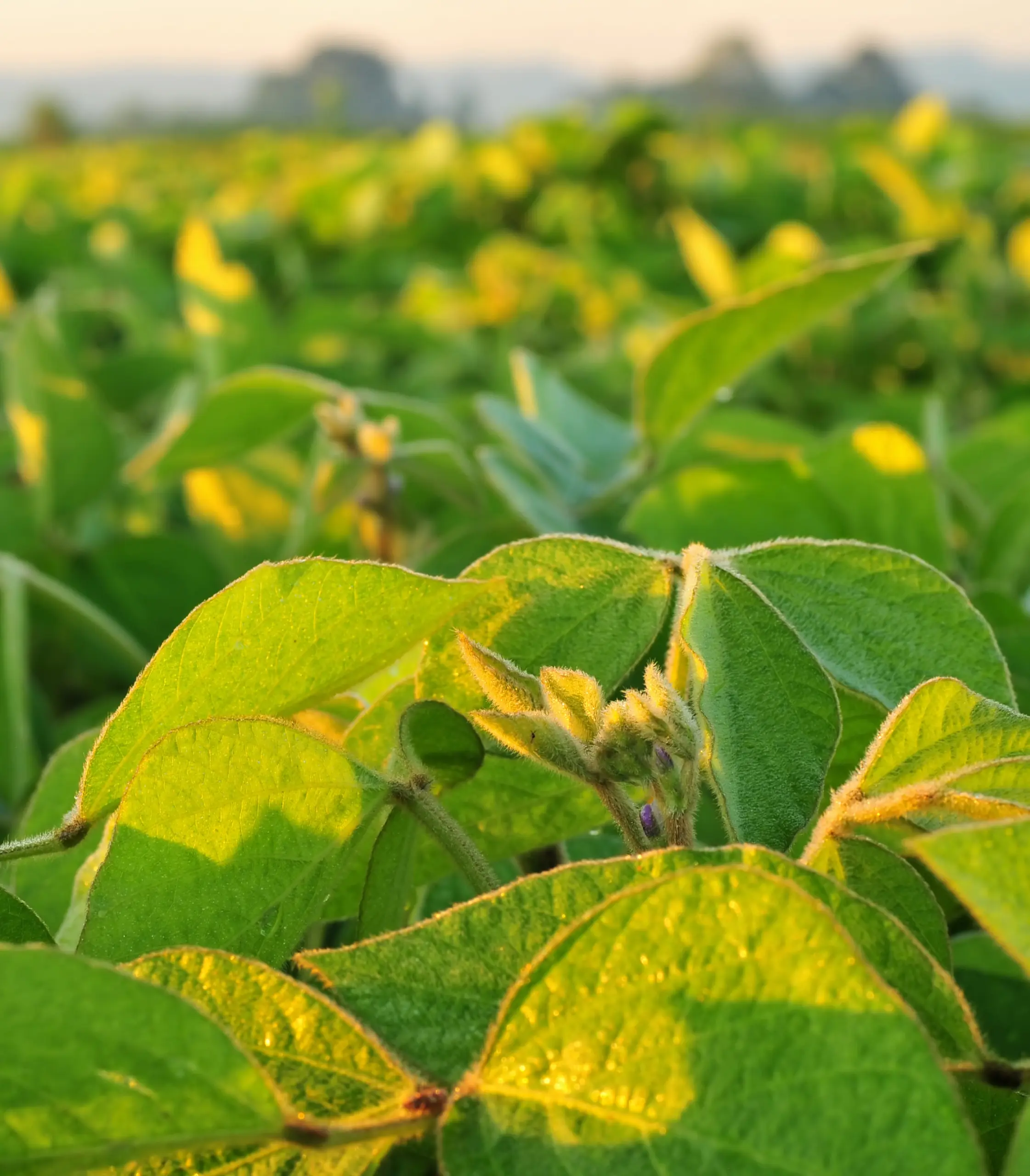 Soybeans