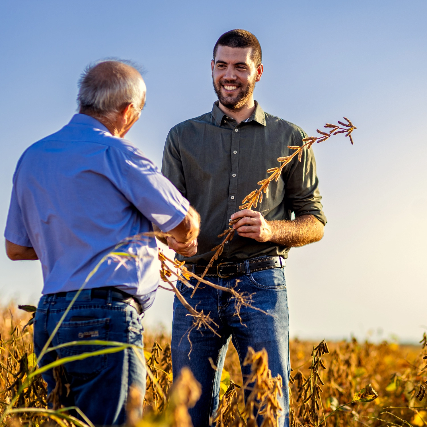 Farmers in Soybean Field