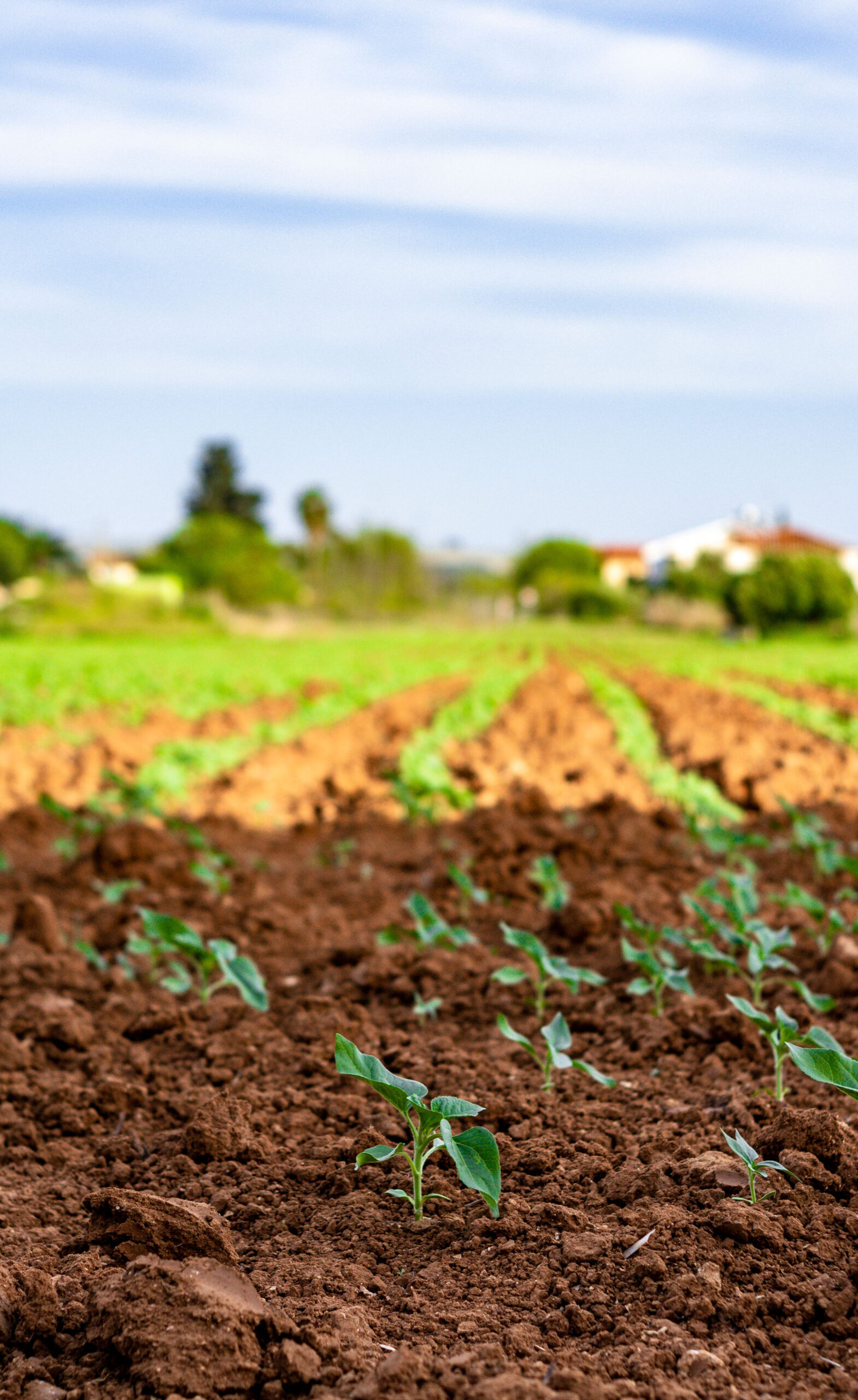 Soy Bean Field