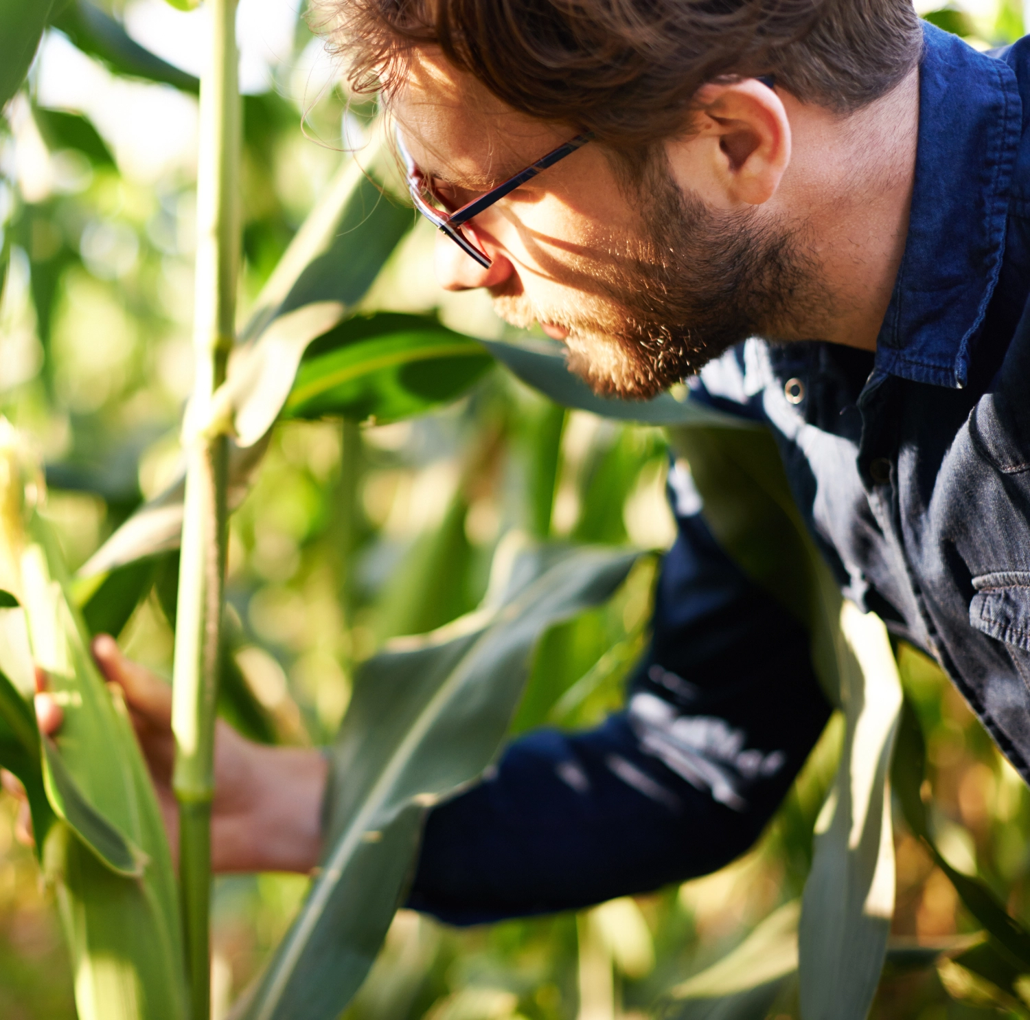 Technician in Corn Field