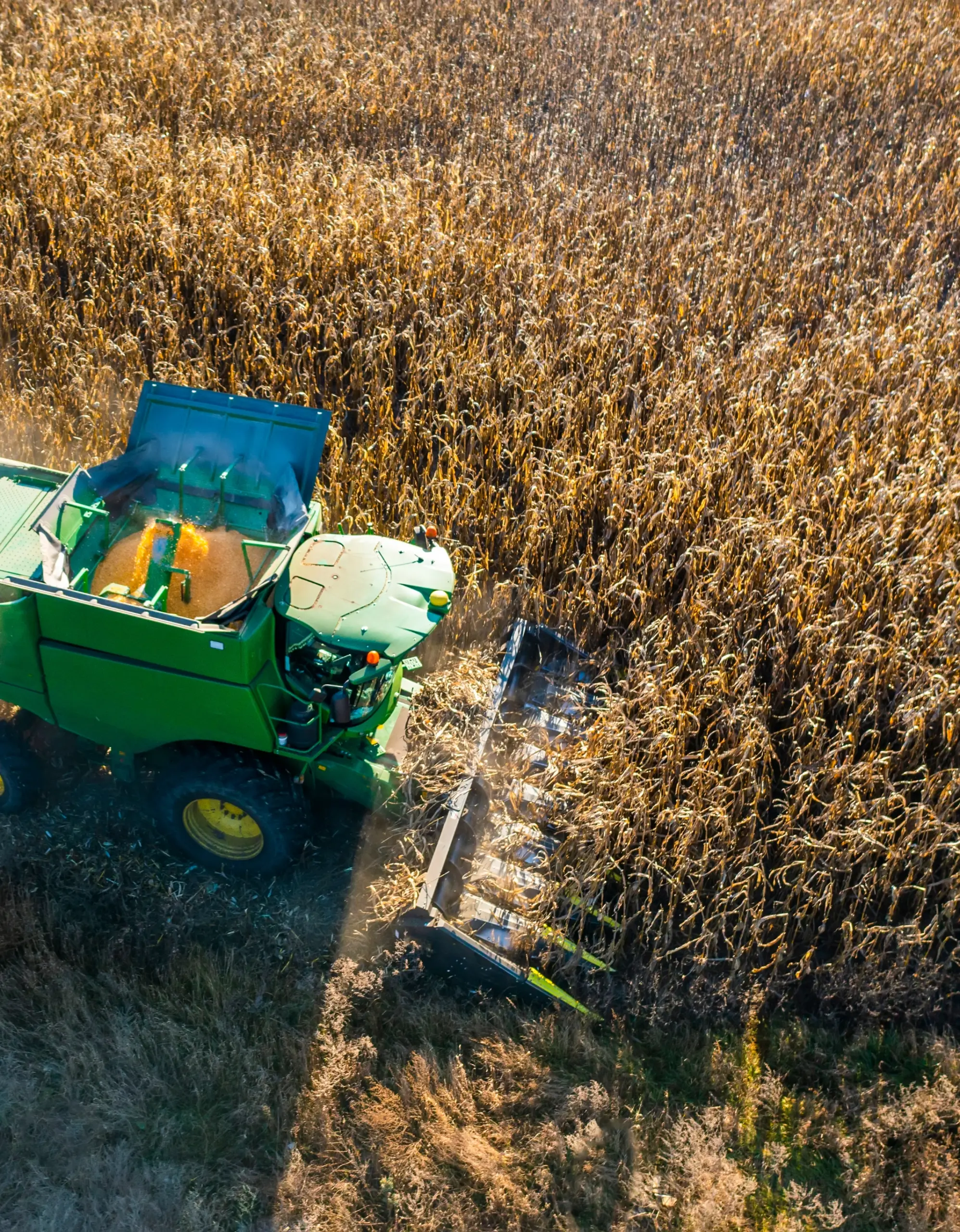 Combine in Corn Field