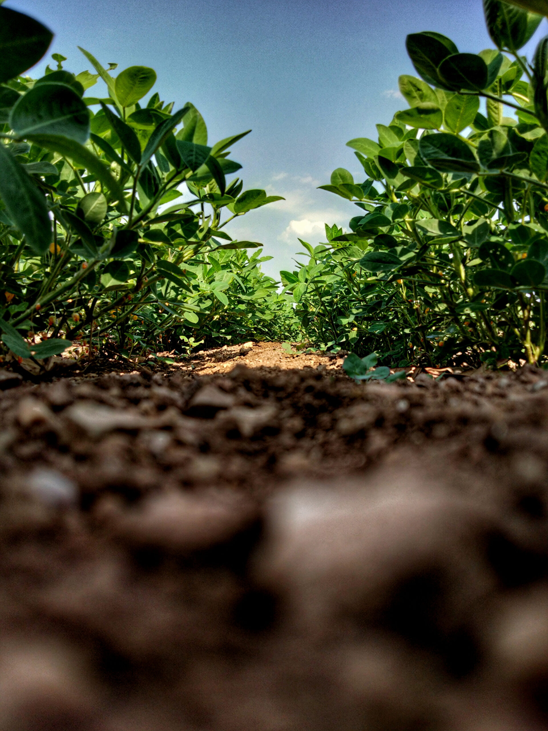 Ground Level Shot of Field