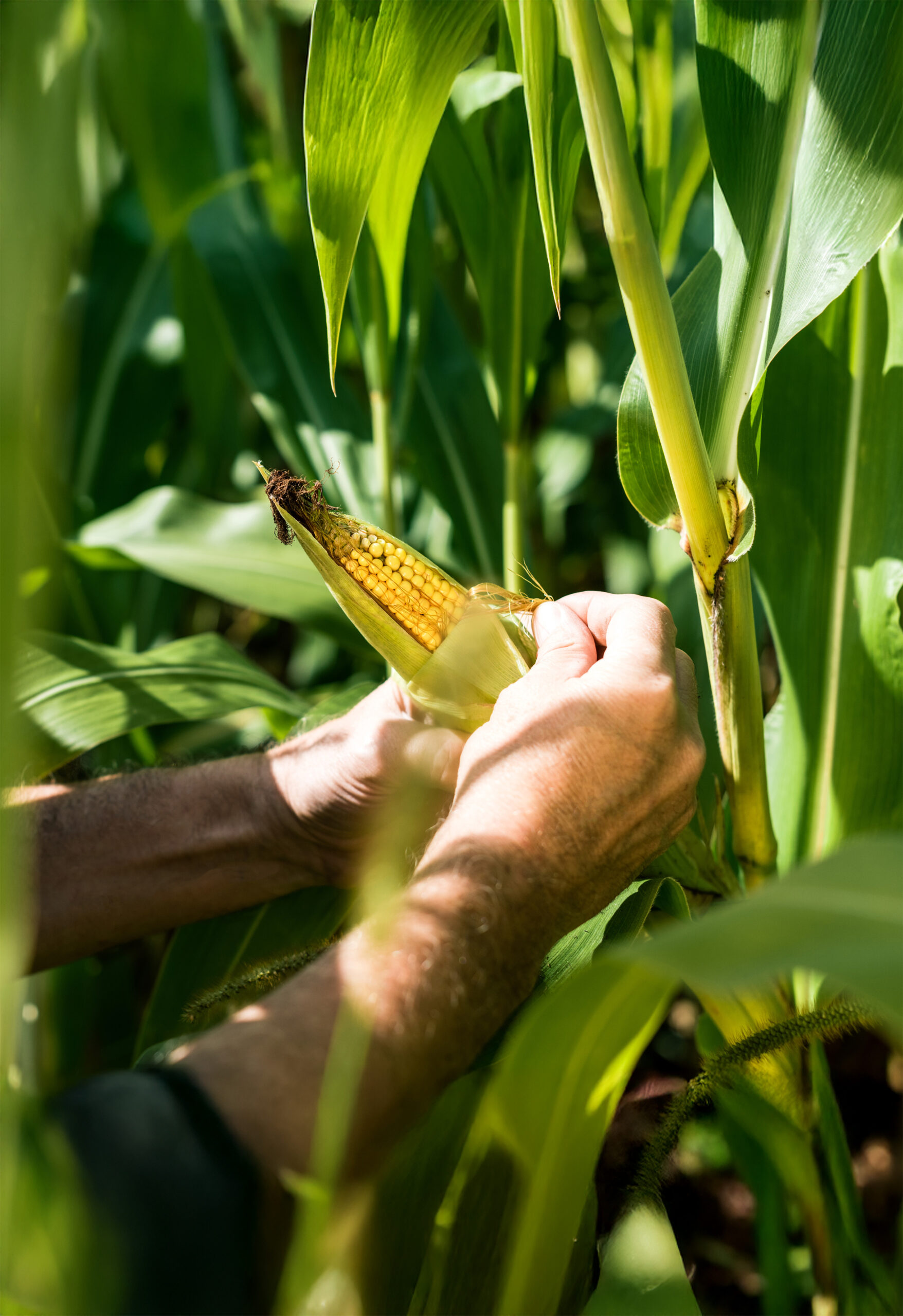 Corn Field