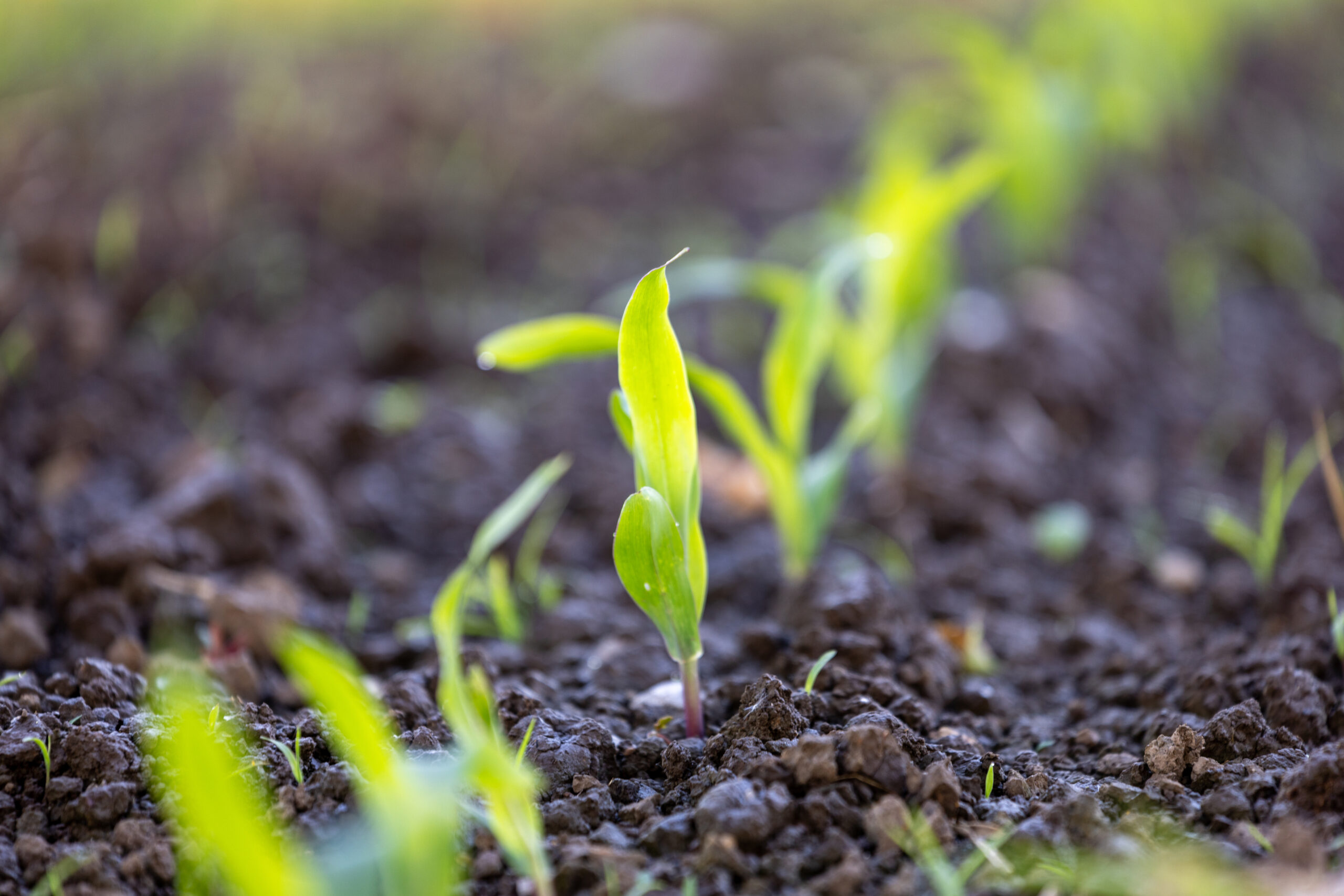 Seedlings in Field