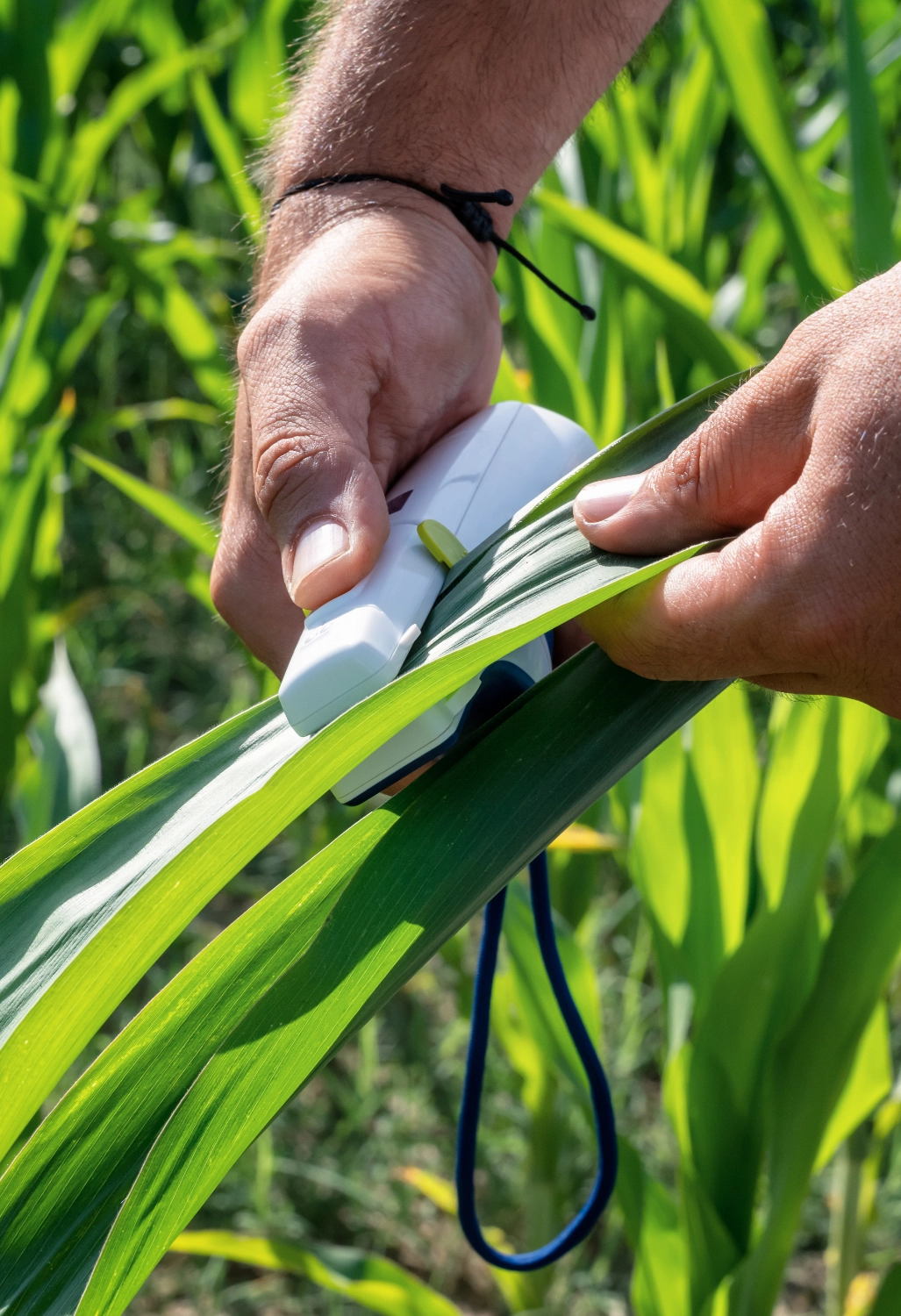 Sap & Tissue Testing