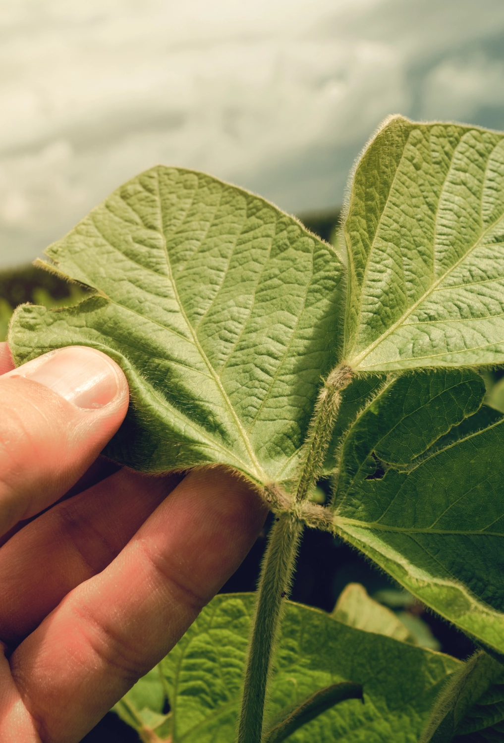 Sap & Tissue Testing